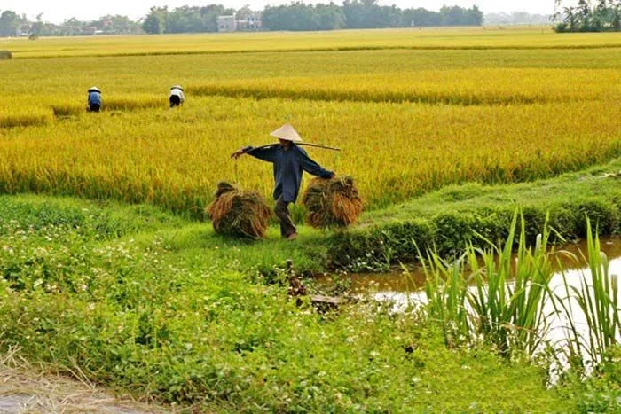 Khám phá vẻ đẹp thanh bình qua những hình ảnh cánh đồng lúa đẹp nhất