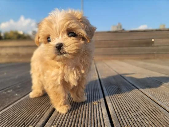 Hình Ảnh Đẹp cute | Canva