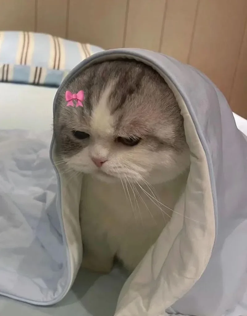 Tổng hợp meme mèo hài hước khiến bạn cười không ngớt