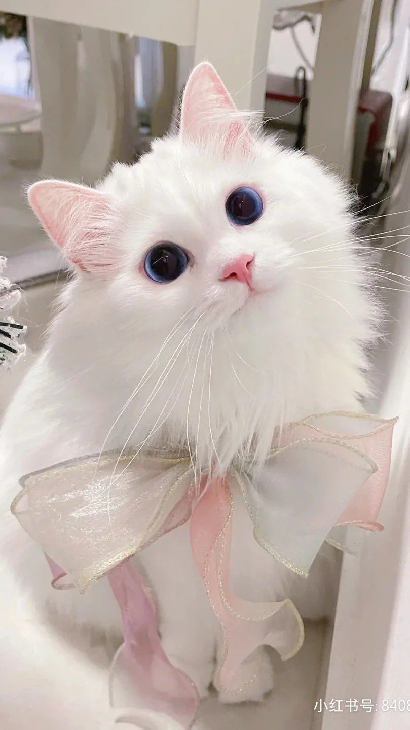 hình nền mèo cute, đẹp nhất (6)