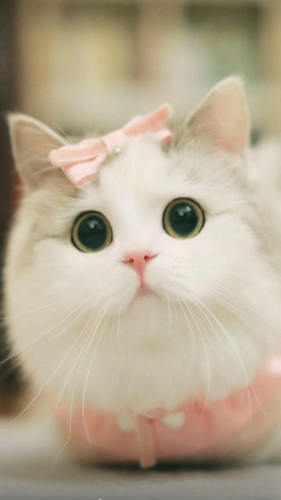 hình nền mèo cute, đẹp nhất (3)