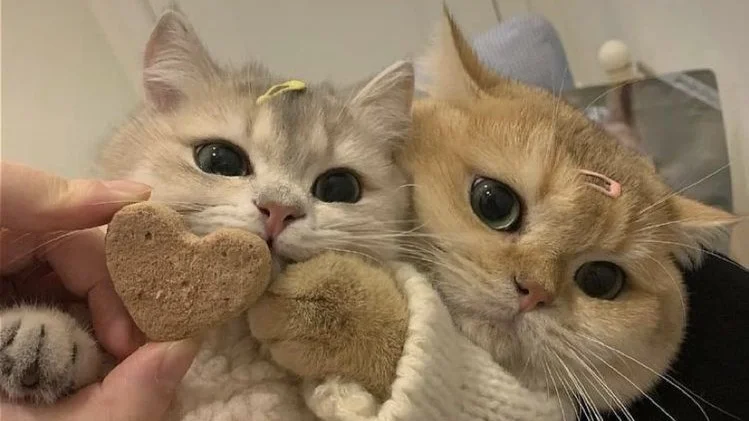 Hình nền máy tính mèo đẹp nhất
