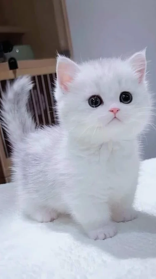 hình nền mèo cute, đẹp nhất (2)