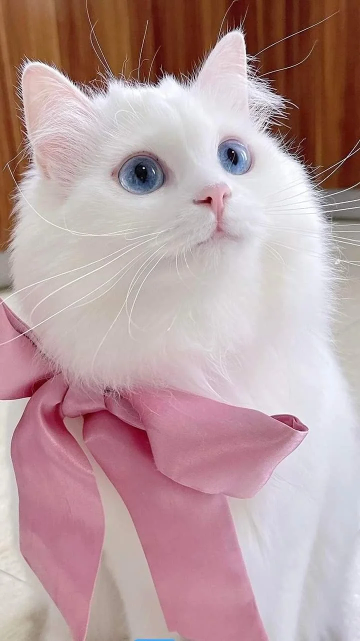 hình nền mèo cute, đẹp nhất (5)