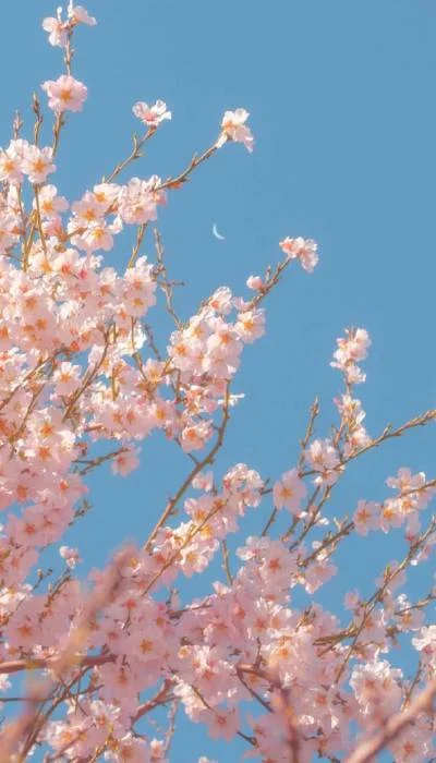 Ảnh hoa Anh Đào đẹp giữa bầu trời xanh