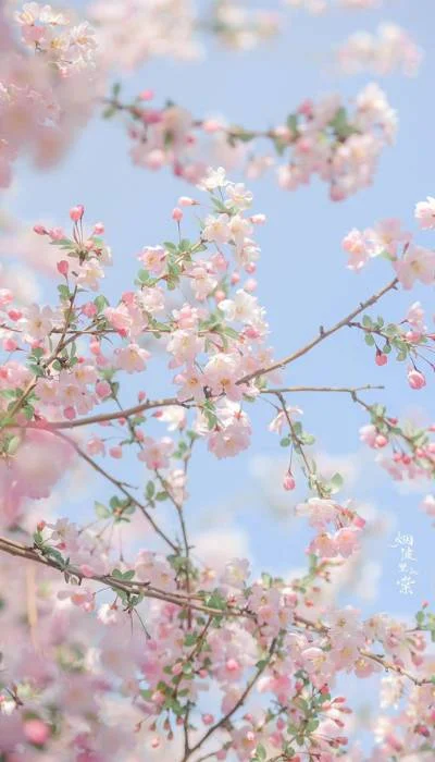 Ảnh hoa Anh Đào Sakura đẹp