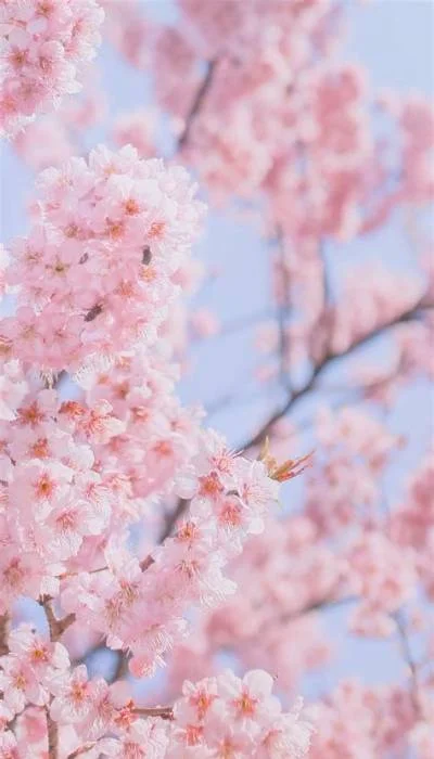 Ảnh hoa Anh Đào đẹp