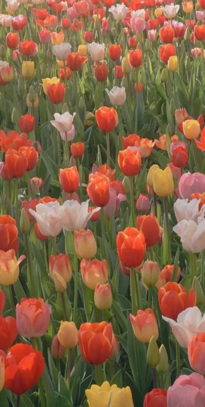 Hình nền hoa tulip cho điện thoại (5)