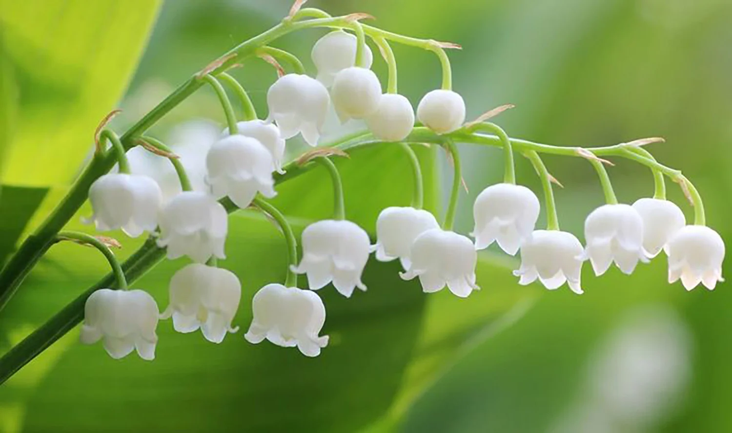 Hoa chuông trắng độc lạ