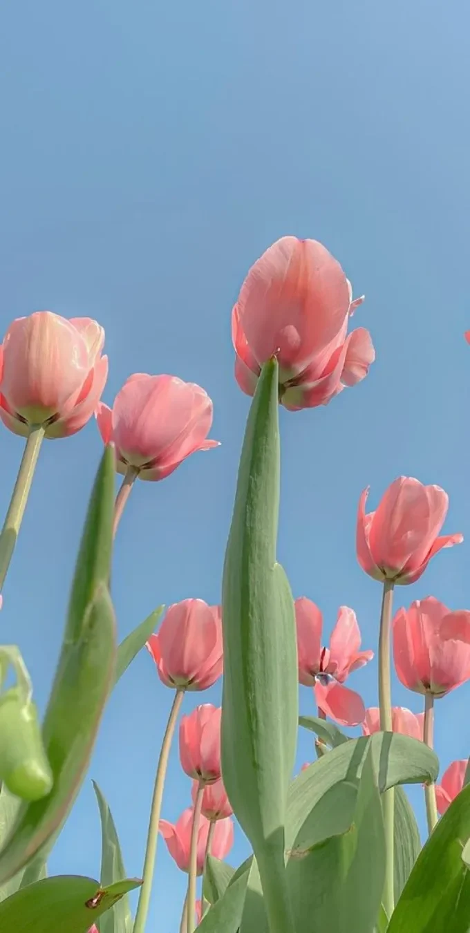 Hình nền hoa tulip cho điện thoại (4)