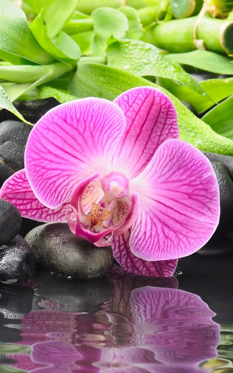 10 bức hình nền hoa lan cho điện thoại không thể bỏ qua