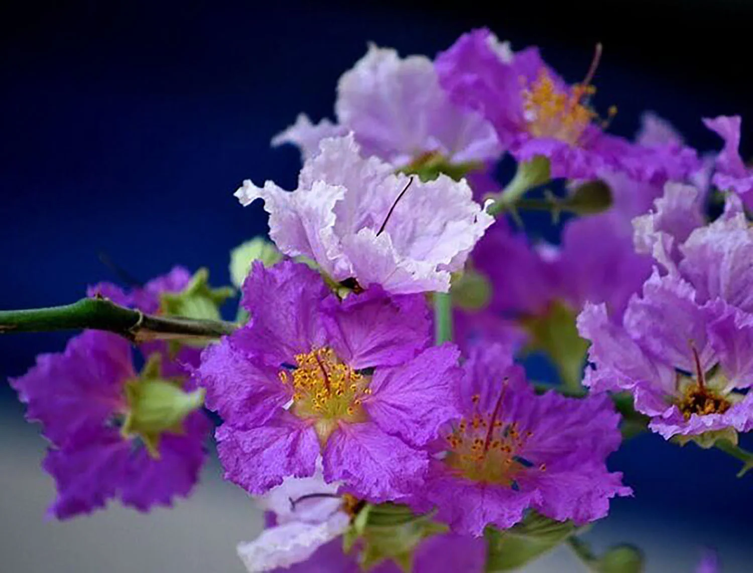 Hình ảnh hoa nghệ thuật