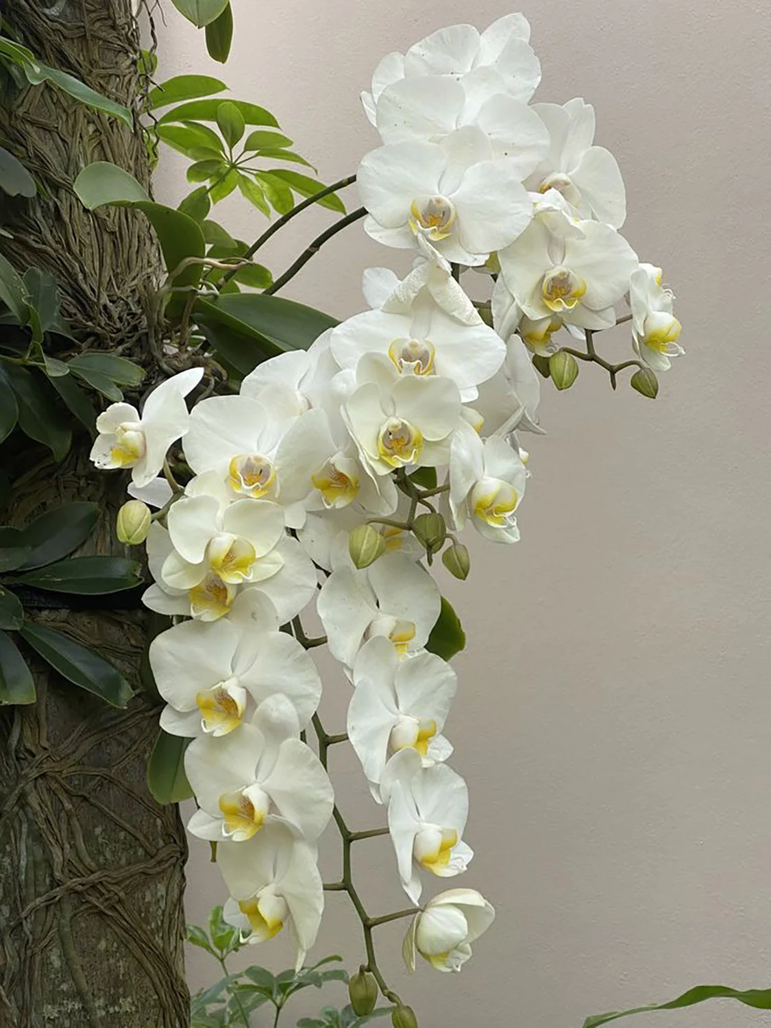 Hình nền hoa lan trắng kiêu sa