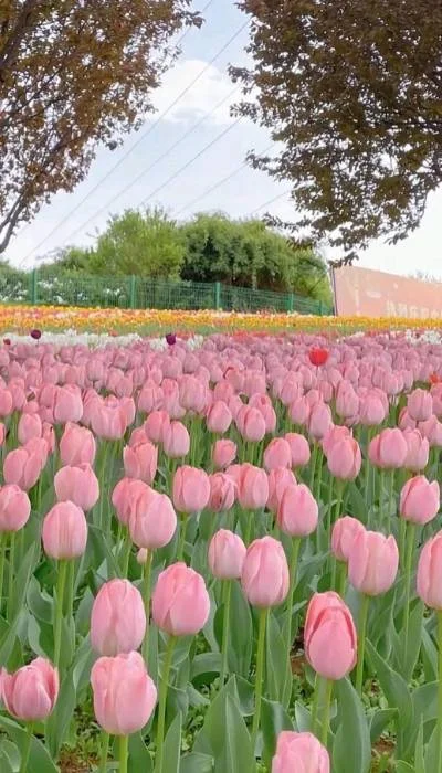 Hình nền hoa Tulip xinh cho iPhone