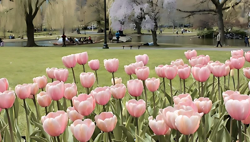 hình nền hoa tulip hồng