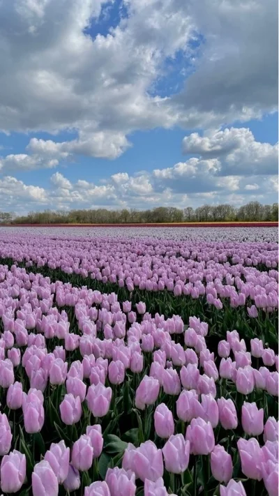 Hình nền điện thoại hoa tulip tím đẹp