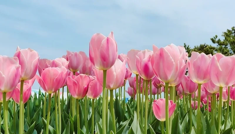 hình nền hoa tulip hồng xinh xắn