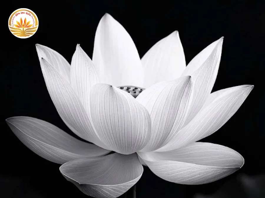 Hình Ảnh Hoa Sen Trắng Đám Tang Trang Trọng, Tôn Kính - Hòa Lạc Viên