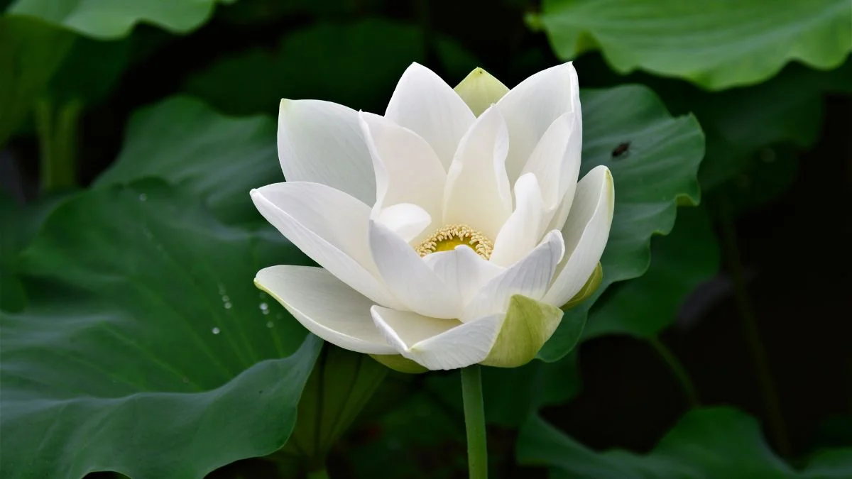 Hình nền hoa Sen trắng buồn (3)