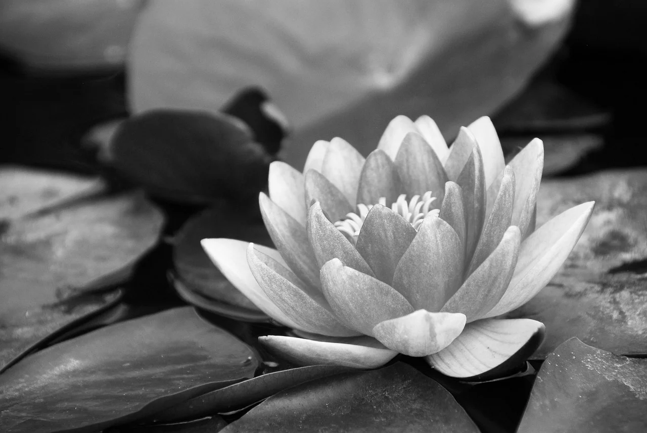 Cây Bông Súng Đen Và Trắng Ao Hoa - Ảnh miễn phí trên Pixabay