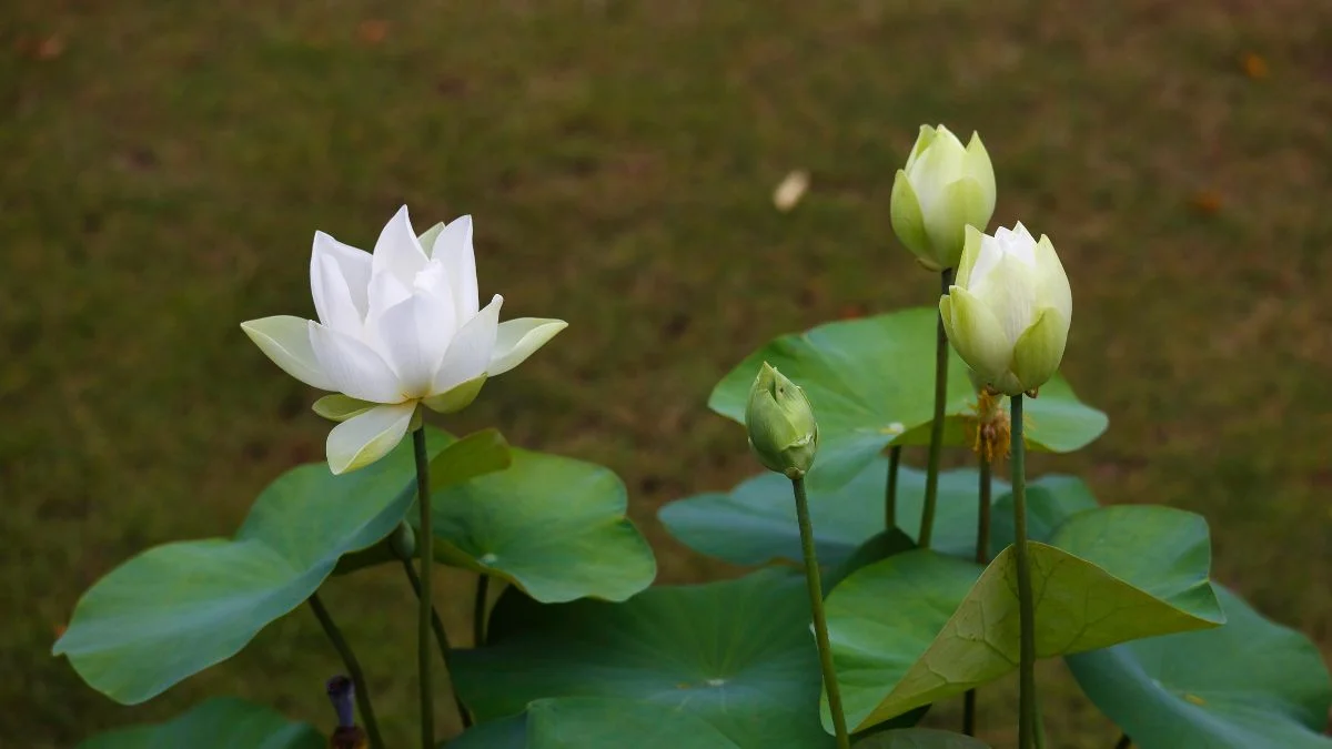 Hình nền hoa Sen trắng buồn (4)