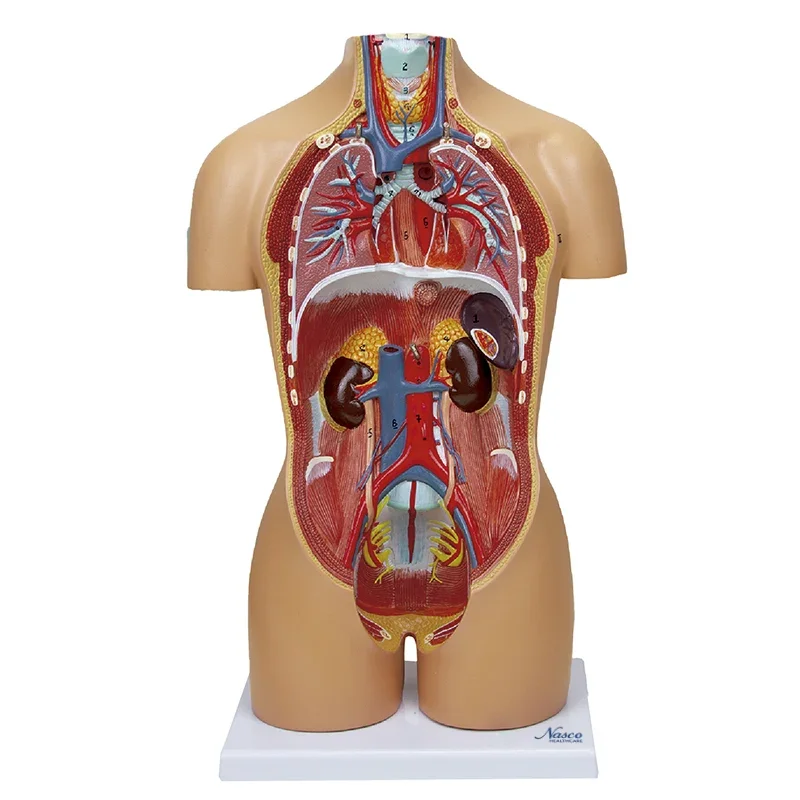 Mô hình thân người thu nhỏ lưỡng tính, 16 bộ phận | Nasco Healthcare