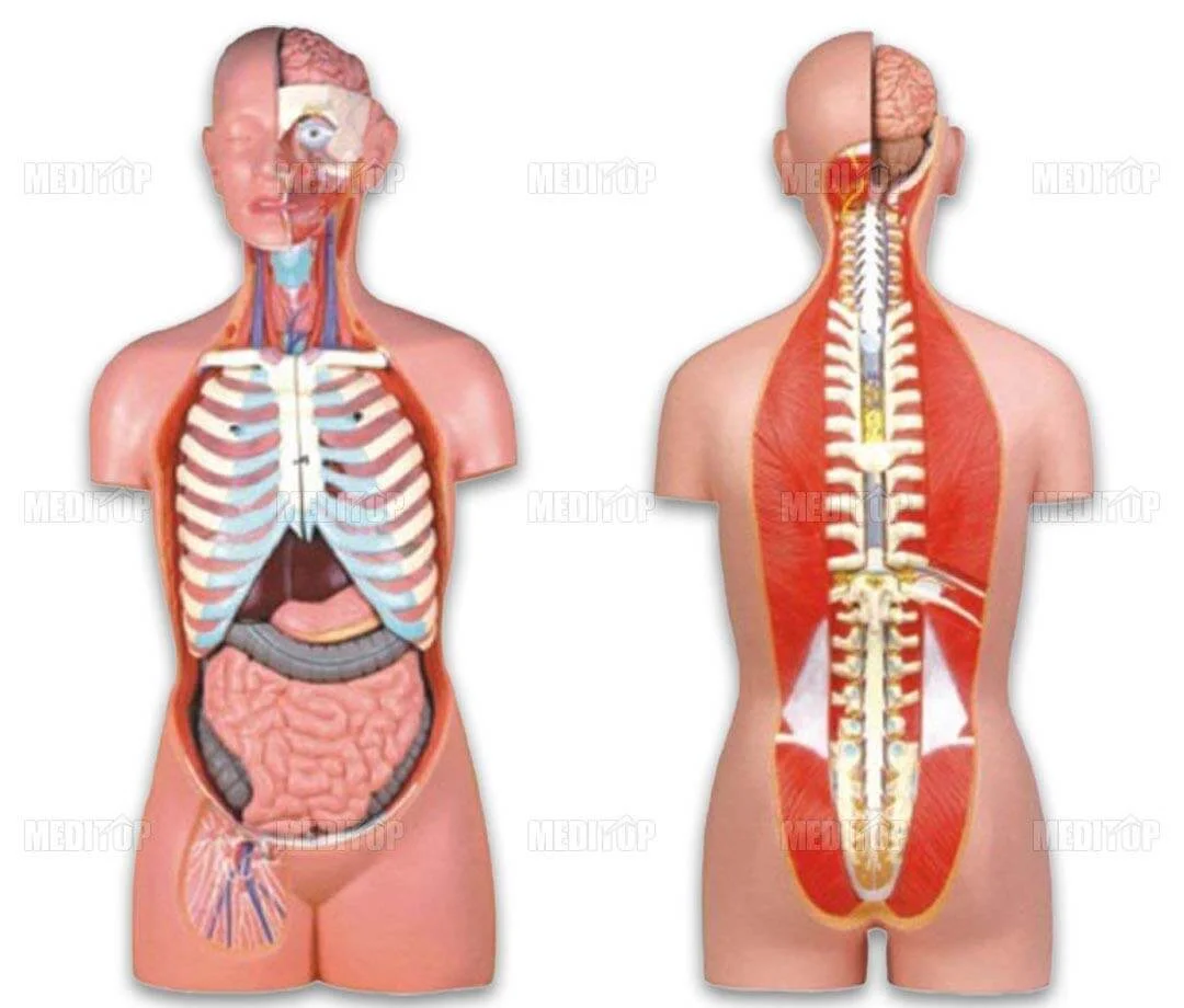 Mô Hình Y Khoa 17 Bộ Phận chuẩn chính hãng, giá tốt Meditop