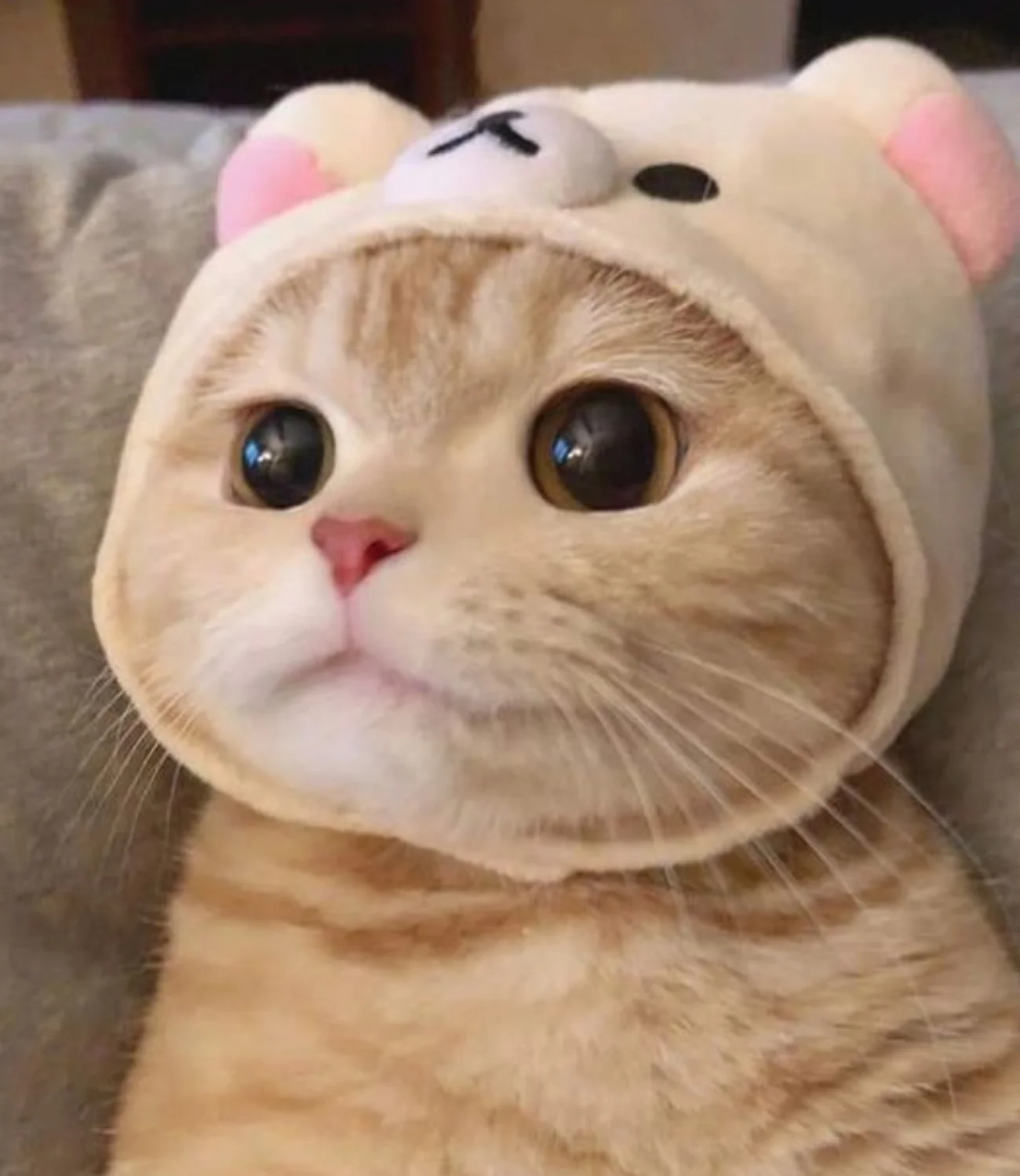Top 1001+ hình ảnh meme mèo cực đáng yêu cho các sen lựa chọn