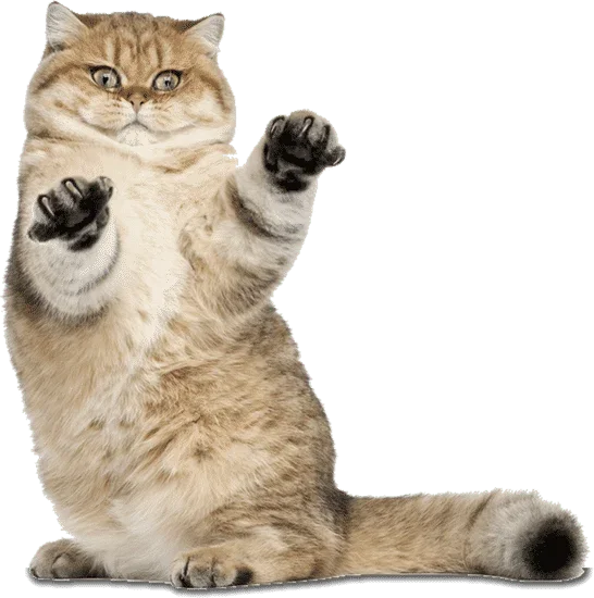 Hình Ảnh Mèo meme | Canva
