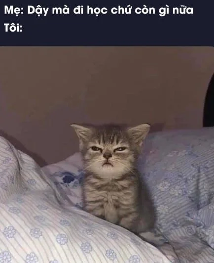 Những ảnh meme mèo buồn dễ thương và cực kỳ hài hước