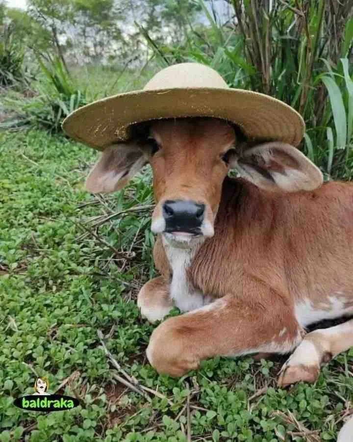 Hình con bò nhỏ mặc nón lá đang nằm trên cỏ xanh tươi trong ngày nắng