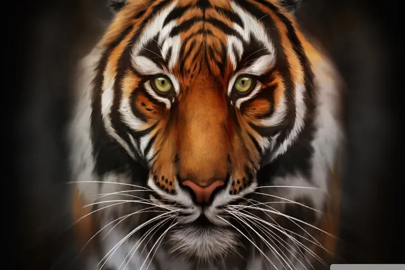 Hổ (Panthera tigris): Chúa tể Rừng xanh & Biểu tượng của Sức - hình ảnh hổ 4K: Bộ sưu tập ảnh độ phân giải cao - hình 19
