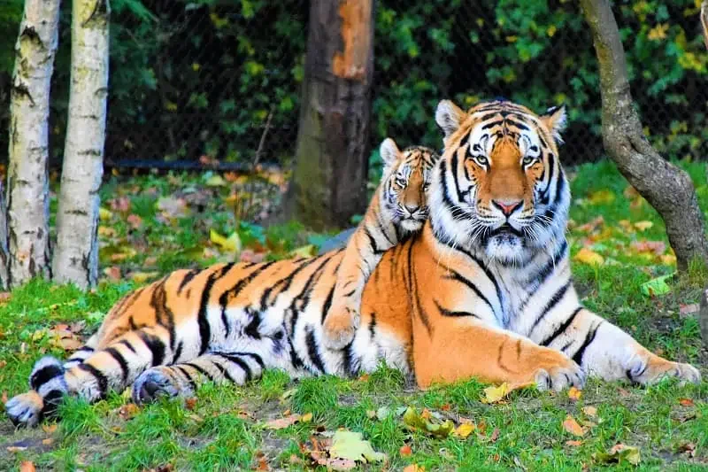 Hổ (Panthera tigris): Chúa tể Rừng xanh & Biểu tượng của Sức - hổ có sống thành bầy đàn không