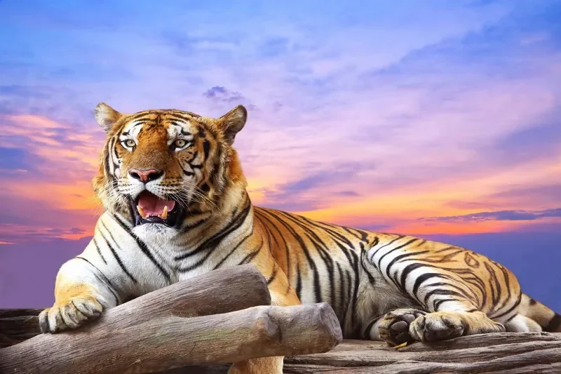 Hổ (Panthera tigris): Chúa tể Rừng xanh & Biểu tượng của Sức - tình trạng bảo tồn của hổ: Hổ đang bị đe dọa như thế nào