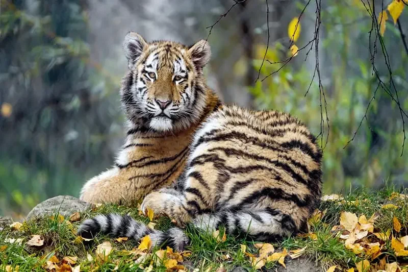 Hổ (Panthera tigris): Chúa tể Rừng xanh & Biểu tượng của Sức - hổ ăn gì? Chế độ ăn và cách săn mồi