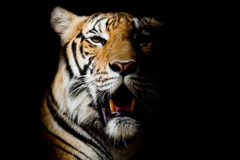 Hổ (Panthera tigris): Chúa tể Rừng xanh & Biểu tượng của Sức - hình ảnh hổ 4K: Bộ sưu tập ảnh độ phân giải cao - hình 5