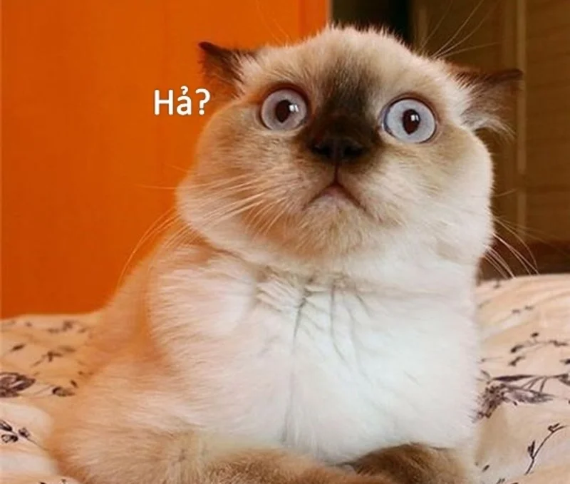 Bộ sưu tập các ảnh meme bất ngờ ấn tượng, thú vị và hài hước