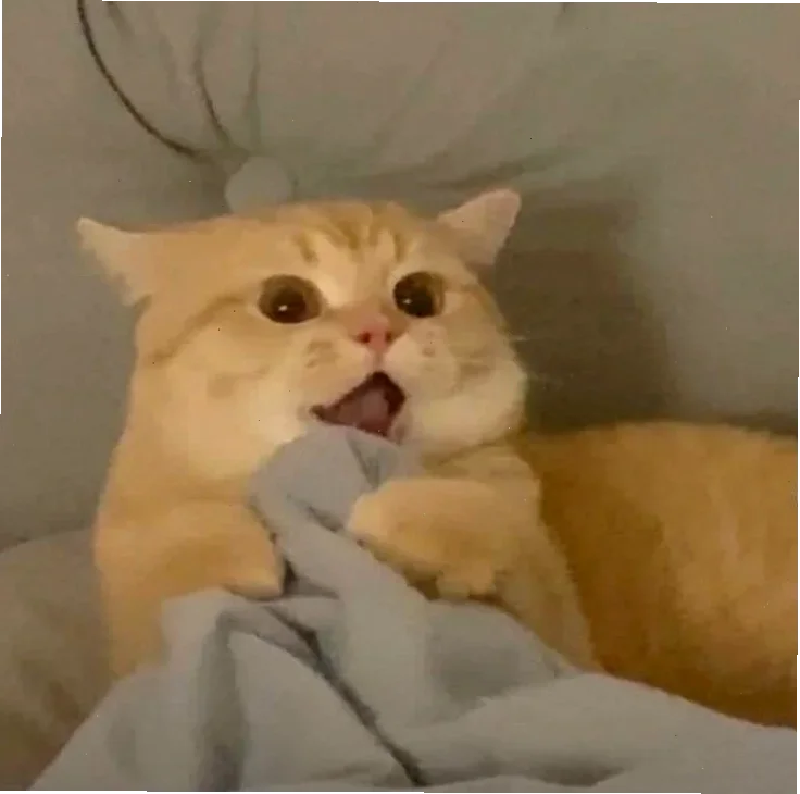 Tổng hợp ảnh mèo meme cute, hài hước và biểu cảm độc đáo 2026