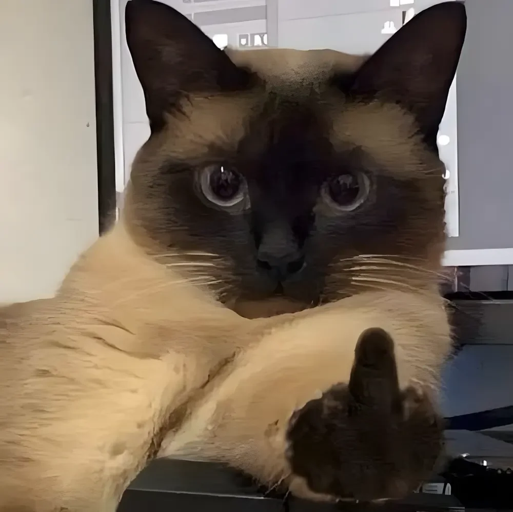 Ảnh mèo meme biểu cảm hài hước