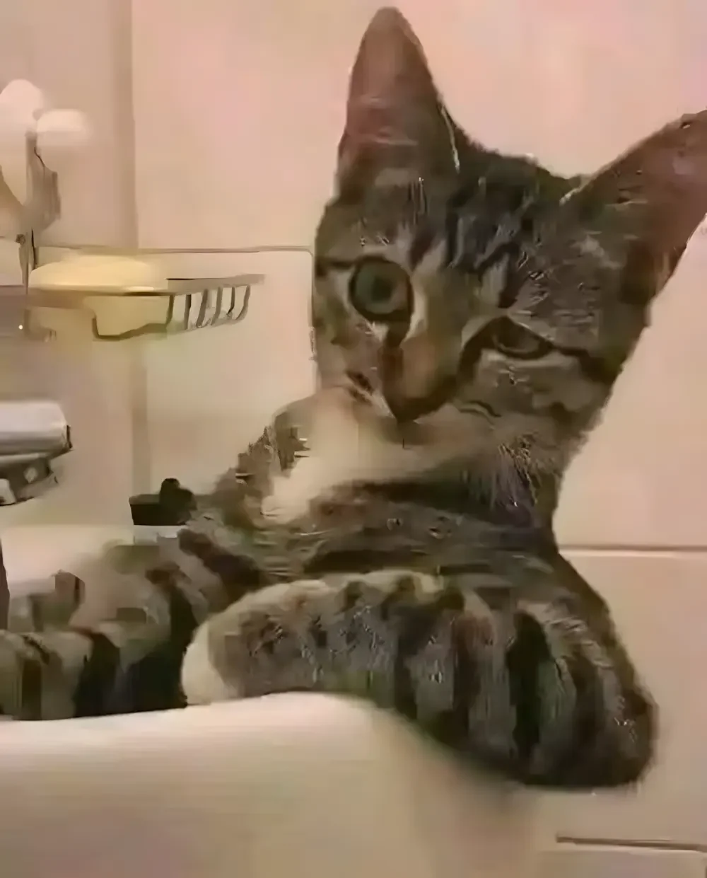 Mèo nhìn nghiêng với ánh mắt kỳ lạ