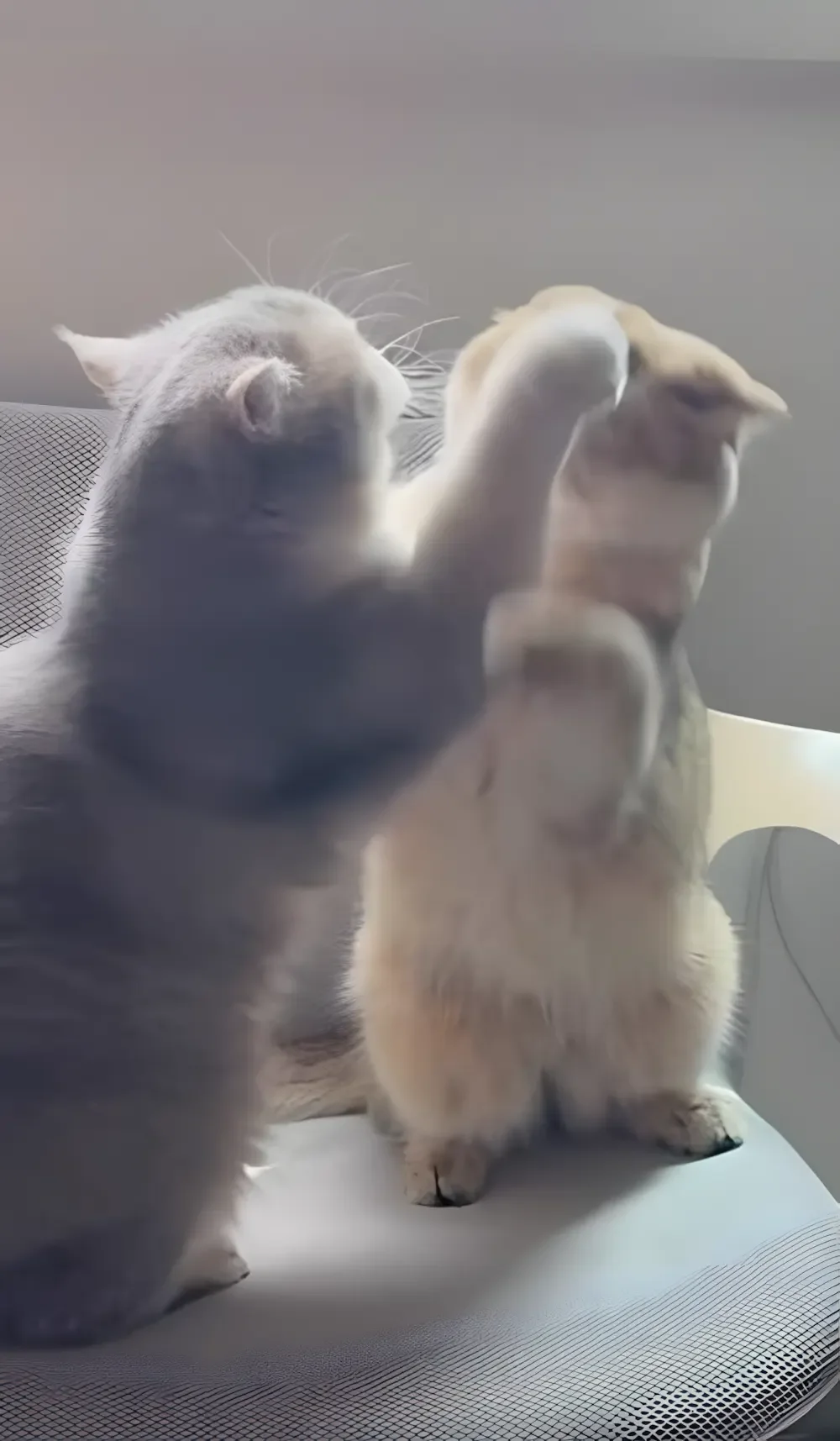 Hai chú mèo đang đùa giỡn với nhau