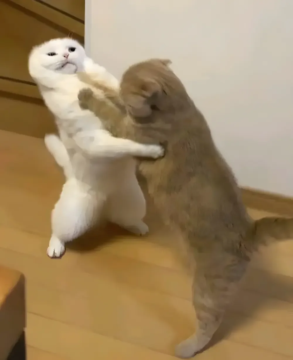 Hai chú mèo đang nhảy múa hoặc đánh nhau
