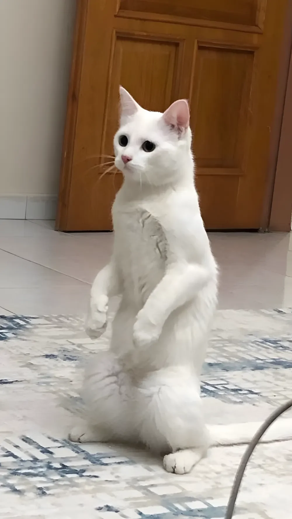 Mèo trắng đứng thẳng như người