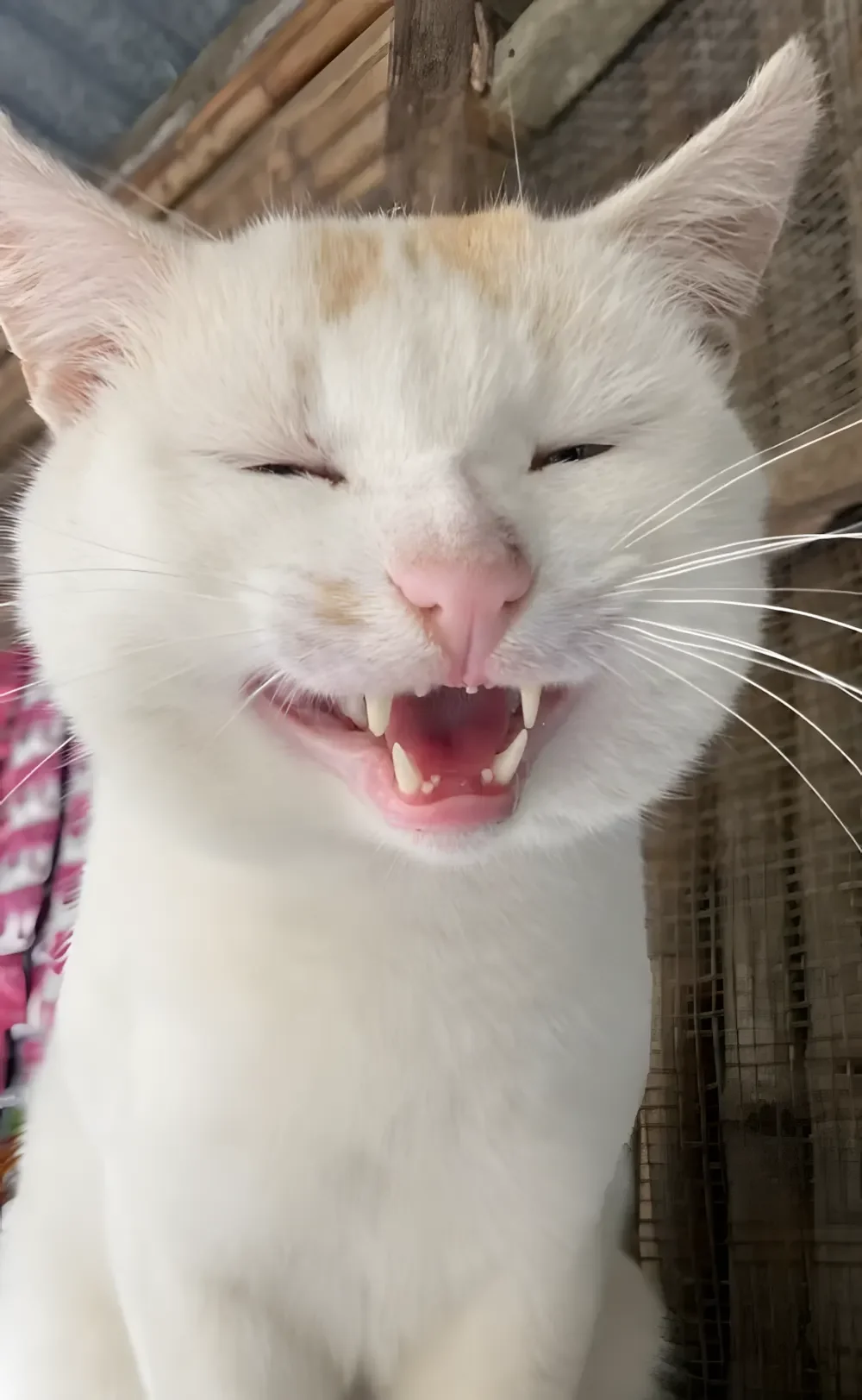 Ảnh mèo meme với biểu cảm khuôn mặt hài hước đang cười tươi