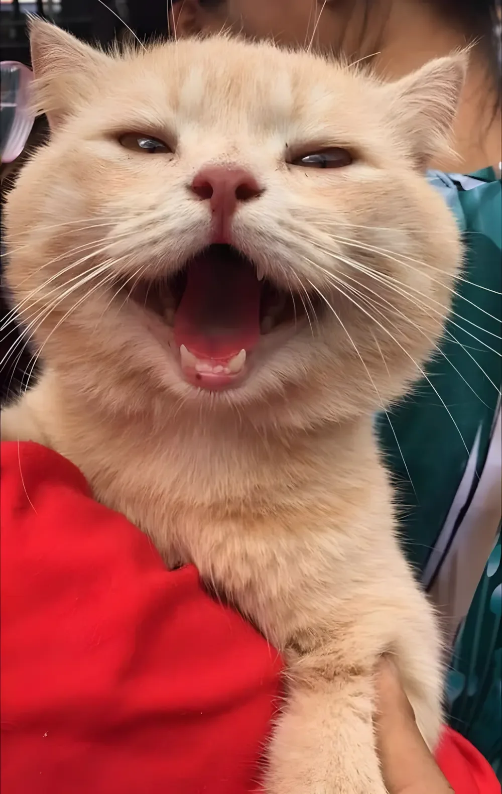 Ảnh mèo meme với biểu cảm cười lớn cực kỳ hài hước