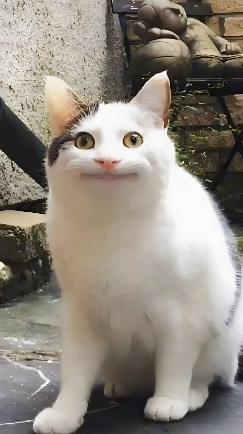 Ảnh mèo meme với biểu cảm khuôn mặt hài hước và độc đáo