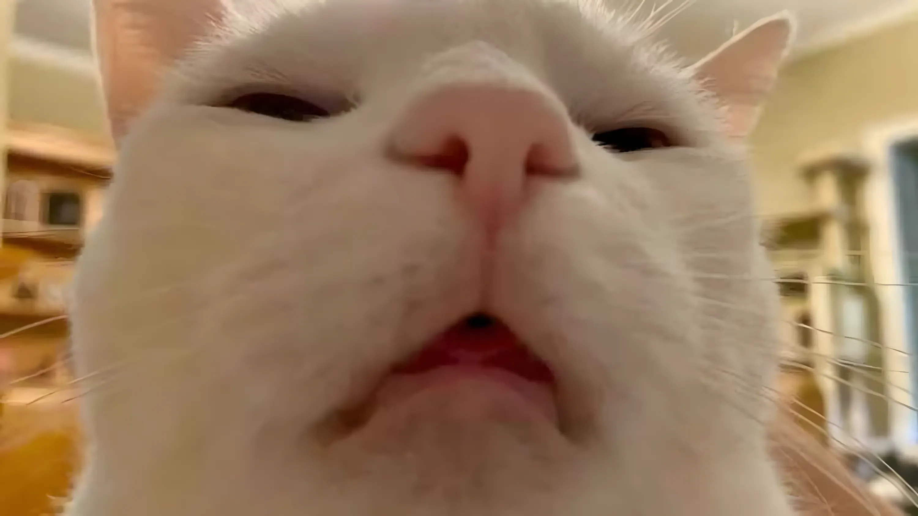 Ảnh mèo meme biểu cảm ngơ ngác hài hước