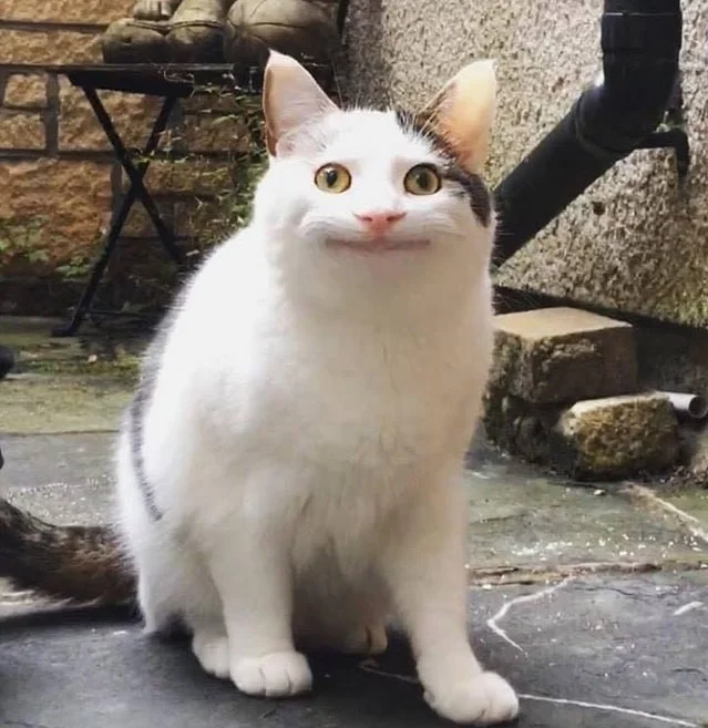 Ảnh mèo meme với biểu cảm cười gượng gạo hài hước