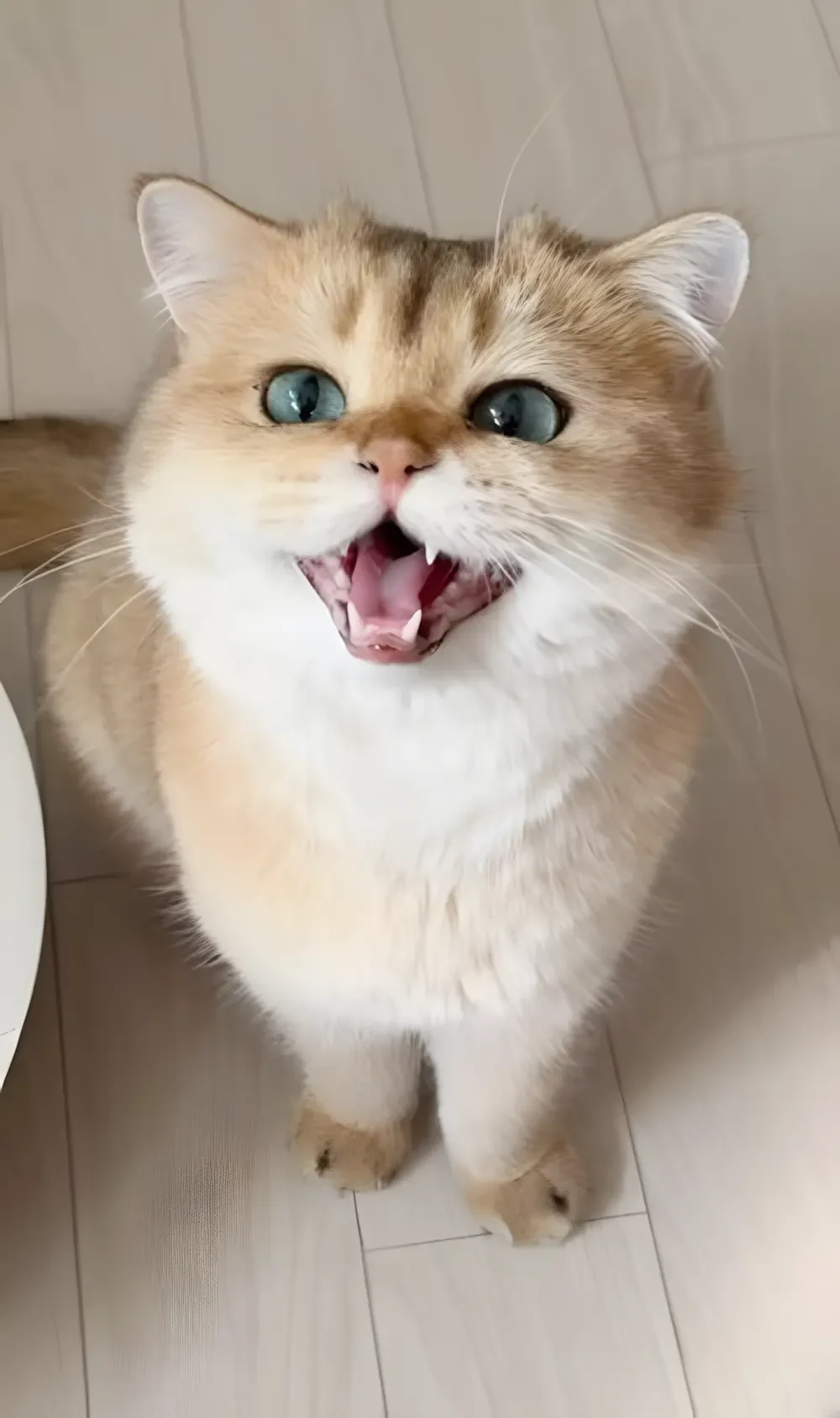 ảnh mèo meme với biểu cảm hài hước đang há miệng