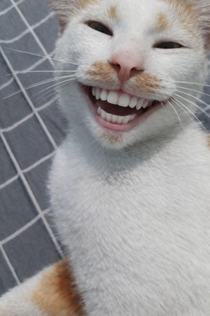 Mèo trắng cười tươi như người meme